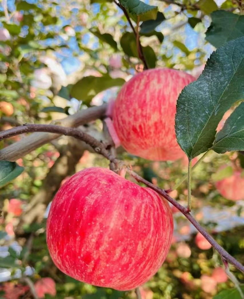 Red Fuji apple